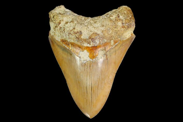 Serrated, Fossil Megalodon Tooth - Indonesia #149829